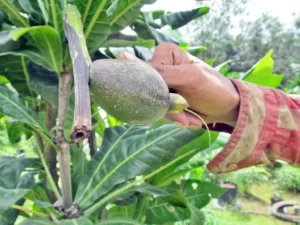 ಚೆಂದದ ಕೃಷಿ ವನ – ವೈವಿಧ್ಯಮಯ ಹಣ್ಣುಗಳ ಅನಾವರಣ