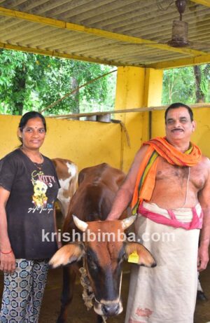 ಇವರ ಯಶಸ್ಸಿಗೆ ಹೈನುಗಾರಿಕೆಯೇ ದಾರಿ: ಕಮಲೇಶ ನಾಯಕ್ ಗೋ ಪ್ರೀತಿ
