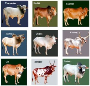 ಭಾರತದ ಗೋ ತಳಿಗಳ ಬಗ್ಗೆ ಒಂದಷ್ಟು ವಿಷಯ ತಿಳಿದುಕೊಳ್ಳೋಣ ಬನ್ನಿ