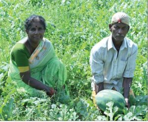 ಶ್ರಮಿಕನಿಗೆ ಆದಾಯ ತಂದಿತು ಈ ಹಡೀಲು ಭೂಮಿ!:ಕೃಷ್ಣ ಮರಕಲ ಯಶೋಗಾಥೆ