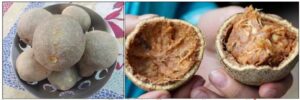 ಪಾರಂಪರಿಕ ಹಣ್ಣು, ಬೇಲದ ಹಣ್ಣು: ಬೇಲದ ಹಣ್ಣಿನ ಕೃಷಿಯಲ್ಲಿದೆ ಅಗಾಧ ಅವಕಾಶ!
