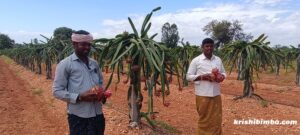 ಡ್ರ್ಯಾಗನ್ ಫ್ರುಟ್ ಕೃಷಿಯಿಂದ ಬದುಕಲ್ಲಿ ದೊಡ್ಡ ಖುಷಿ:ಇದು ಡ್ರ್ಯಾಗನ್ ಫ್ರುಟ್ ಕಹಾನಿ!