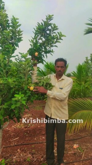 ಕೆಂಪು ಭೂಮಿಯಲ್ಲಿ ಅರಳಿದ ಕೆಂಪು ಚೆಲುವೆ: ಬಿಸಿಲುನಾಡಿನಲ್ಲೂ ಸೇಬು ಸೊಗಡು