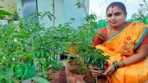 ಪಟ್ಟಣವೆಂಬ ಮರುಭೂಮಿಯಲ್ಲಿ ಓಯಸಿಸ್ ಈ ತಾರಸಿ ಕೈತೋಟ: ಈ ಮಳೆಗಾಲದಲ್ಲಿ ನಿಮ್ಮ ತಾರಸಿಯಲ್ಲಿ ಕಂಗೊಳಿಸಲಿ ಕೈತೋಟ