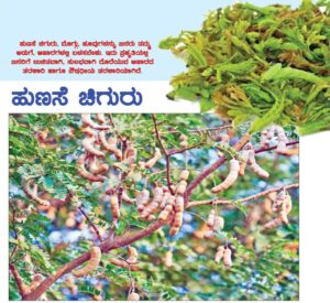 ಹುಣಸೆ ಚಿಗುರು, ಪ್ರಯೋಜನ ನೂರು: ಕೃಷಿಗೂ ಹುಣಸೆ ಚಿಗುರು ಪೂರಕ ಶಕ್ತಿ!
