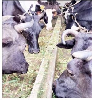ಪರಂಪರೆಯ ಹೈನುಗಾರಿಕೆಗೆ ಹೊಸ ಸ್ಪರ್ಶ:ಹೈನುಗಾರಿಕೆಯಲ್ಲಿ ಛಾಪು ಮೂಡಿಸಿದ ಕುಟುಂಬ
