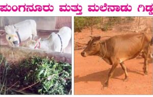ಪುಂಗನೂರು ತಳಿಯ ಹಸು ಕೊಳ್ಳುವ ಮೊದಲು ಮಲೆನಾಡುಗಿಡ್ಡದ ಬಗ್ಗೆಯೂ ಯೋಚಿಸಿ!: