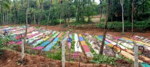ಅಡಿಕೆ ತೋಟಕ್ಕೆ ಸೀರೆಯ ಮುಚ್ಚಿಗೆ!:ಸೀರೆಯನ್ನು ಹೀಗೂ ಉಪಯೋಗಿಸಬಹುದು