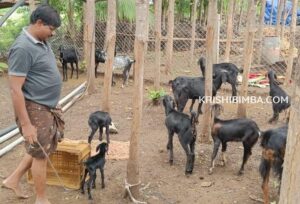 ಸಾವಯವ ಸುಸ್ಥಿರ ಕೃಷಿಕನ ಹಿರಿಮೆ ಗರಿಮೆ: ಮಾದರಿಯಾದ ಕಲಬುರ್ಗಿಯ ಕೃಷಿಕ