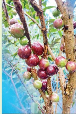 ವೈವಿಧ್ಯದ ಹಣ್ಣುಗಳು ತುಂಬಿದ ದಯಪ್ರಸಾದರ ವನಸಿರಿ: ಇದು ಅಪೂರ್ವ ಹಣ್ಣುಗಳ ಐಸಿರಿ!