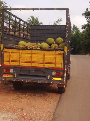 ಬಡಾ ದೋಸ್ತ ಏರಿದ ವಾನರ ದೋಸ್ತ ಹಲಸು