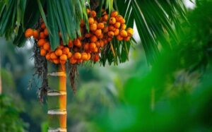 ಎಲೆಚುಕ್ಕಿಗೆ ಸವಾಲ್: