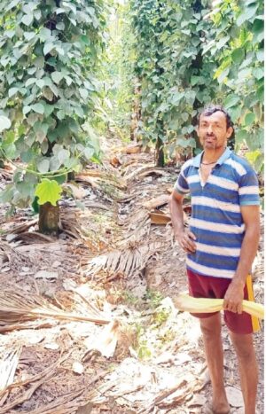 ಯುವ ಕೃಷಿಕನ ಮಾದರಿ ಕೃಷಿ: ಪರಿಶ್ರಮ ಪಟ್ಟರೆ ಸಾಧಿಸಬಹುದೆಂಬುದಕ್ಕೆ ಇವರು ಒಳ್ಳೆ ಉದಾಹರಣೆ
