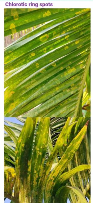 ಎಲೆಚುಕ್ಕಿ ಹೋಗೇ ನಮ್ಮ ತ್ವಾಟದಿಂದ ಹೋಗೇ !