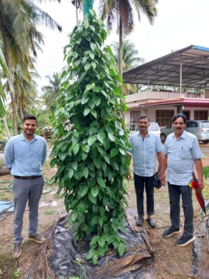 ಕಾಳು ಮೆಣಸು ಕರಾಮತ್ತು: ಕೃಷಿಕನ ಮುಡಿಗೇರಿತು ಪ್ರಶಸ್ತಿಯ ಗರಿ