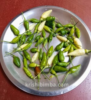 ಗಾಂಧಾರಿ ಮೆಣಸು, ಎಷ್ಟೊಂದು ಸೊಗಸು