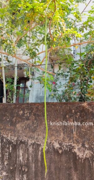 ಅಬ್ಬಬ್ಬಾ ಗಮನ ಸೆಳೀತು ಊರ ತಳಿಯ ನುಗ್ಗೆಕಾಯಿಯ ಉದ್ದ