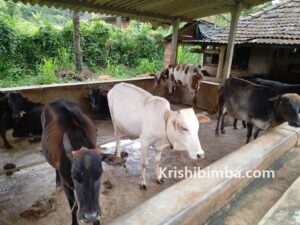ಗಿಡ್ಡ ತಳಿ ದನ ಸಂರಕ್ಷಣೆ ಸಂವರ್ಧನೆಯಲ್ಲಿ “ಪ್ರವೀಣ”