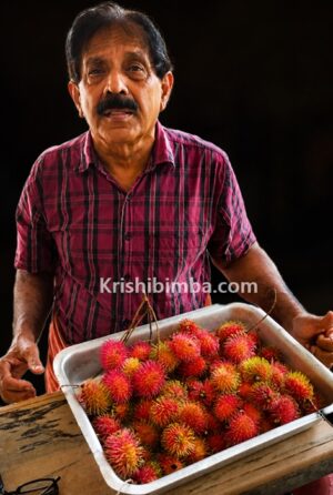 ಮುದ ನೀಡುವ ಫಲ ರಾಂಬುಟಾನ್ :ಯಾಕೆ ಈ ಹಣ್ಣಿಗೆ ಭಾರೀ ಡಿಮ್ಯಾಂಡ್?