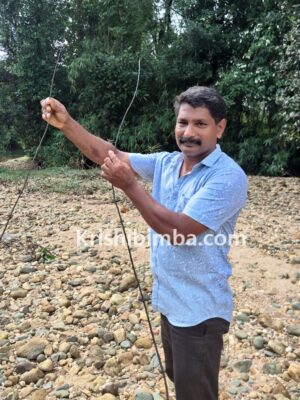 ಪ್ರಕೃತಿಯೇ ನೀಡಿದ ಸುಂದರ ಹಗ್ಗ ‘ಸುದೆ ಬೂರು’
