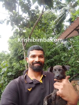 ಅನಾಥ ಗೋವು ನಾಯಿಗಳಿಗೆ ಆಸರೆ ಅಹಿಂಸಾ ಗೋಶಾಲೆ