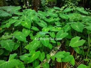 ಕೆಸು ಅದೆಷ್ಟು ಸೊಗಸು: ಕೆಸುವಿಗೂ ಇದೆ ರೋಗ ನಿಯಂತ್ರಿಸುವ ಶಕ್ತಿ!