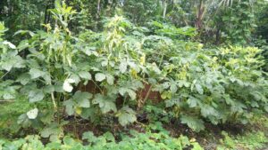 ಬೆಂಡೆಕಾಯಿ ಗಿಡಕ್ಕೂ ಹಳದಿ ರೋಗ!