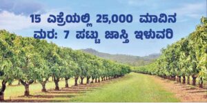 15 ಎಕ್ರೆಯಲ್ಲಿ 25,000 ಮಾವಿನ ಮರ: 7 ಪಟ್ಟು ಜಾಸ್ತಿ ಇಳುವರಿ!