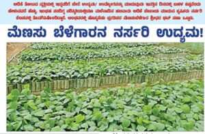 ಮೆಣಸು ಬೆಳೆಗಾರನ ಯಶಸ್ವಿ ನರ್ಸರಿ ಉದ್ಯಮ