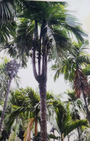 ಗಮನಸೆಳೆಯಿತು 5 ಟಿಸಿಲಿನ ಅಡಿಕೆ ಮರ!
