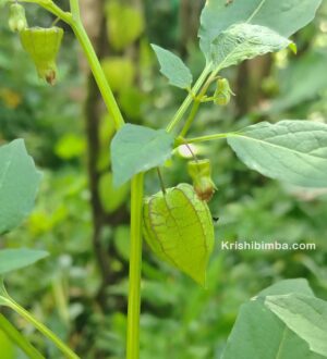 ಕುಡಿಕೆಯೊಳಗಿನ ಹಣ್ಣು “ಗುಮ್ಮಟೆ”: ರೋಗನಿರೋಧಕ ಶಕ್ತಿ ಹೆಚ್ಚಿಸುವ ನಮ್ಮ ನೆಲದ ಹಣ್ಣಿದು!