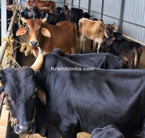 ಮಳೆ ಕೊರತೆ-ಬರದ ಛಾಯೆ, ಜಾನುವಾರುಗಳ ಮೇವಿಗೆ ಸಂಕಷ್ಟ!